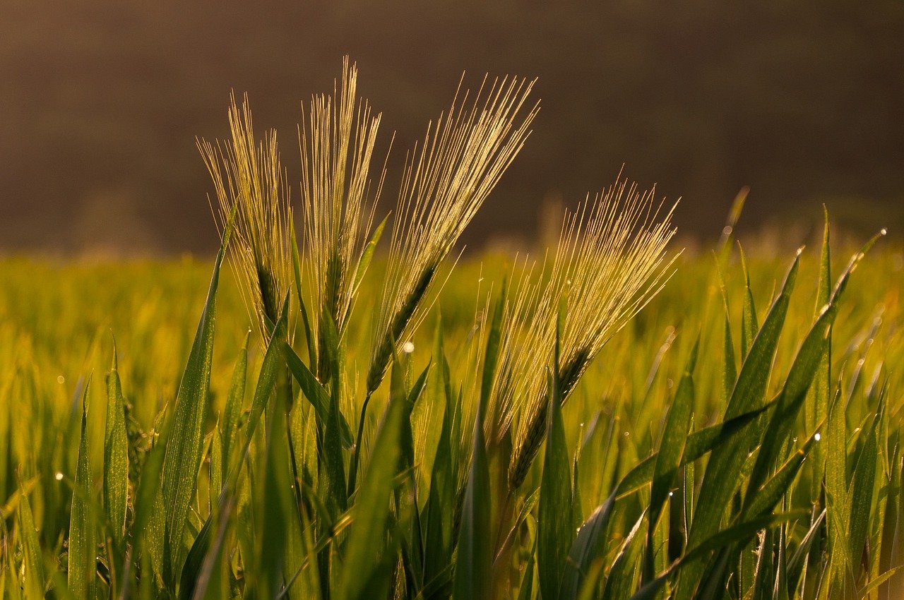 Yearn Finance - Automated Yield Farming Insights